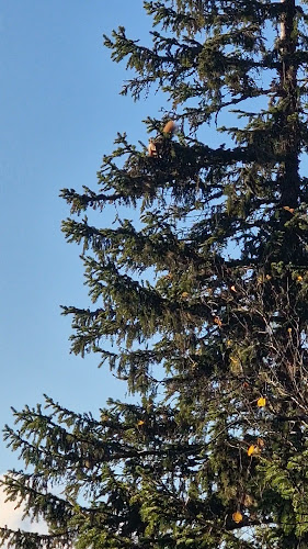 Comentarii opinii despre Grønlia