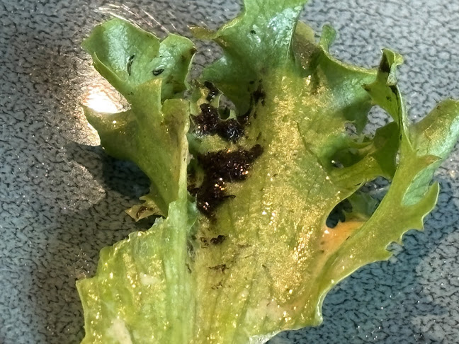 Vaffelbua - Gastronomi og hotellvirksomhet