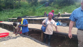 Tumaini Coffee Cooperative