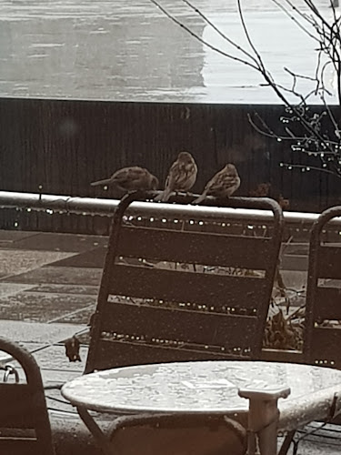 Opinii despre Kaffebrenneriet avd Aker Brygge în Oslo - Gastronomi og hotellvirksomhet