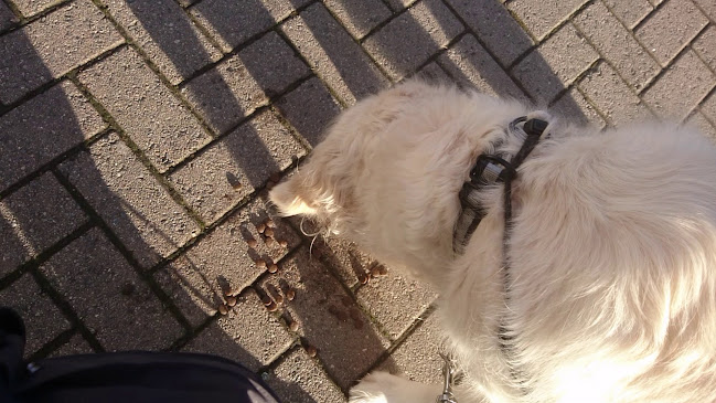 W.B. Samson Bekkestua