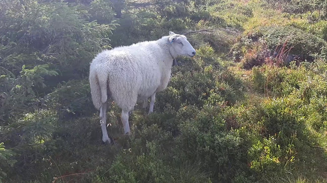 Natrudstilveien, 2612 Sjusjøen