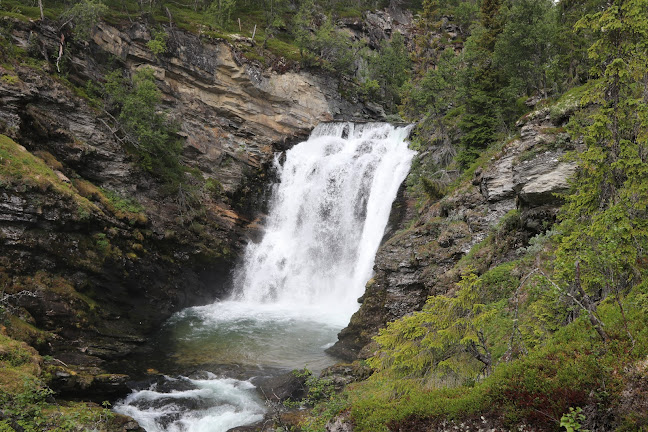 Comentarii opinii despre Mysuseter Servicesenter