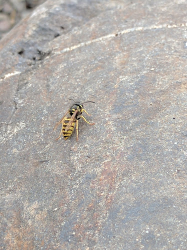 Opinii despre Tingvang Gjestehus în Moelv - Gastronomi og hotellvirksomhet