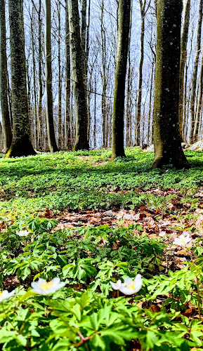 Comentarii opinii despre Bøkekroa