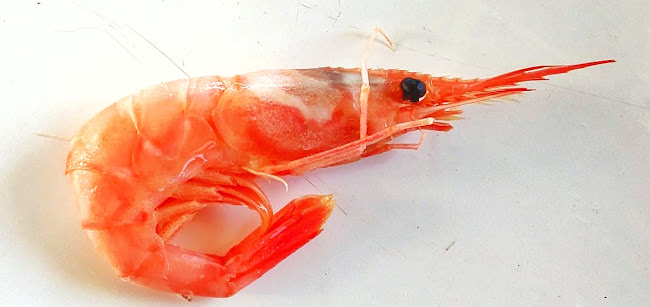 Havna Fisk og Skalldyr AS - Gastronomi og hotellvirksomhet